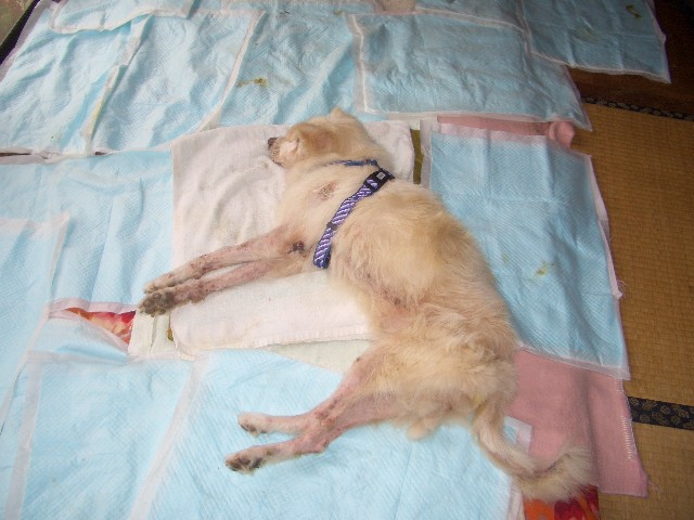 痙攣 犬 時に 寝 てる