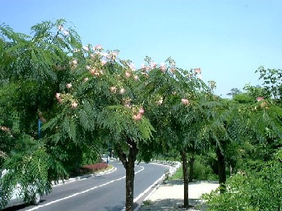 binhai02.jpg (57705 バイト)