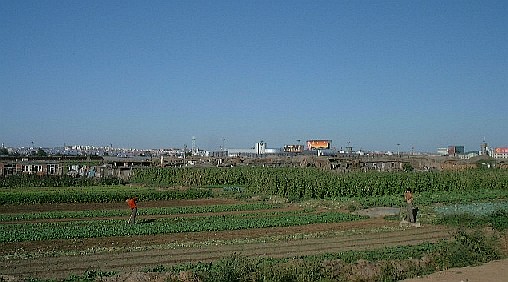 kukohura.jpg (52154 バイト)
