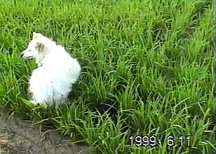 0606.jpg (17327 バイト)