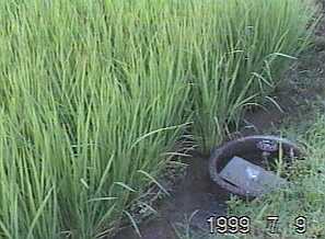 0705.jpg (12745 バイト)