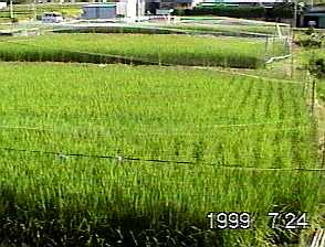 0721.jpg (11183 バイト)
