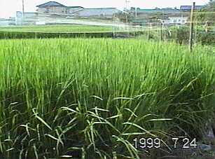 0722.jpg (15191 バイト)